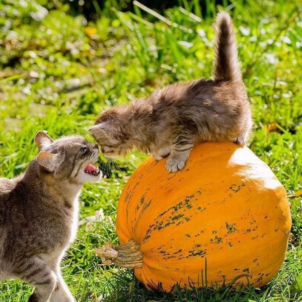 Позитивные животные для поднятия настроения