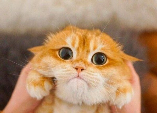 Картинки поднимающие настроение