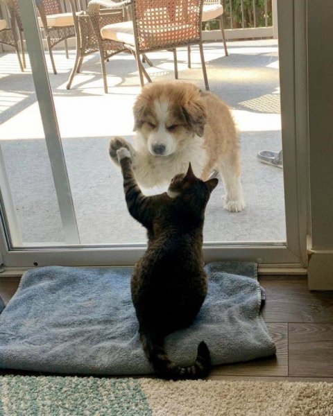 Забавные животные для поднятия настроения