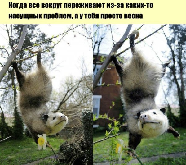 Позитивные приколы для поднятия настроения