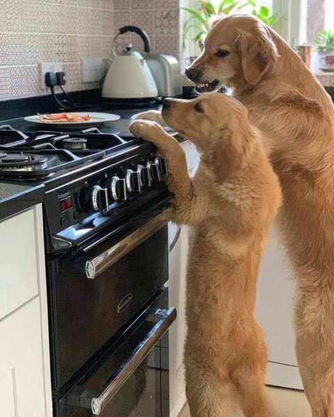 Смешная картинка для поднятия настроения