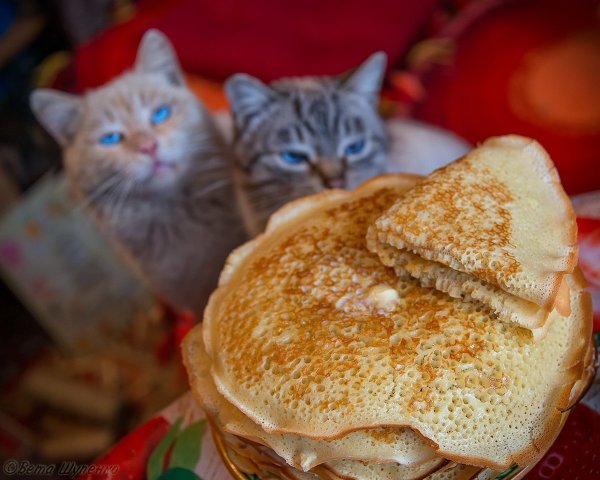 Кот с блинами