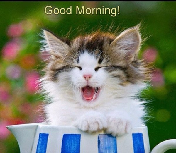 Good morning животные