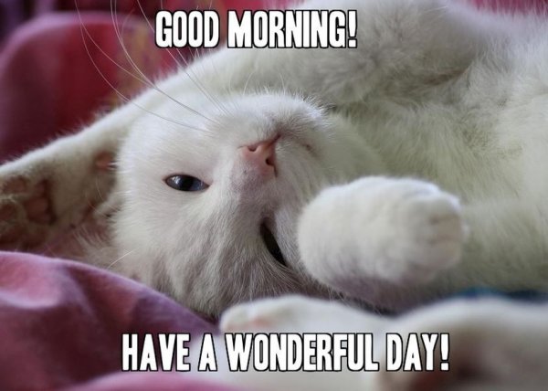 Good morning котик