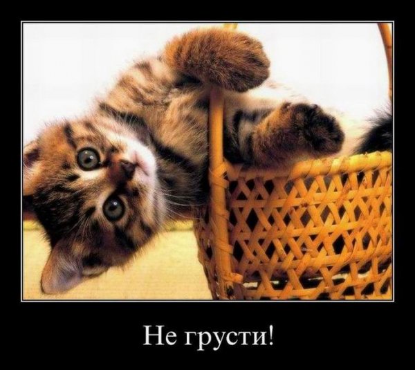 Не грусти котик