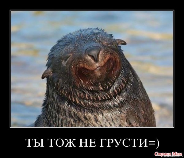 Демотиваторы моржи