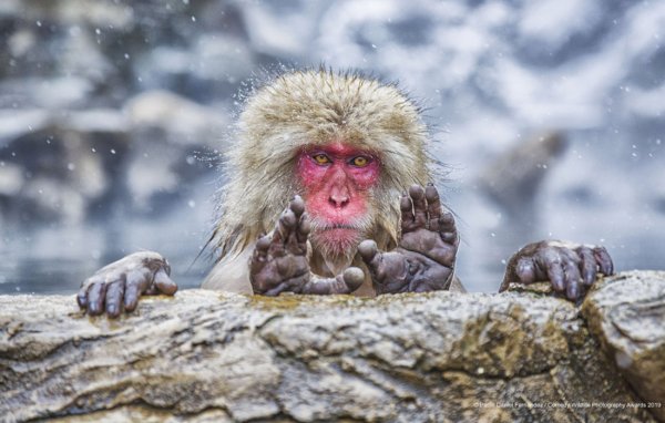 Финалисты конкурса comedy Wildlife Photography Awards: