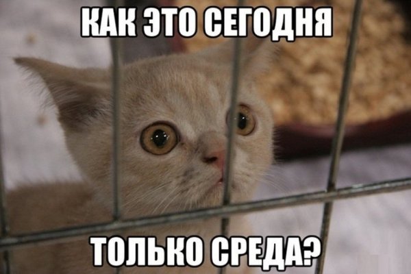 Котик в среду