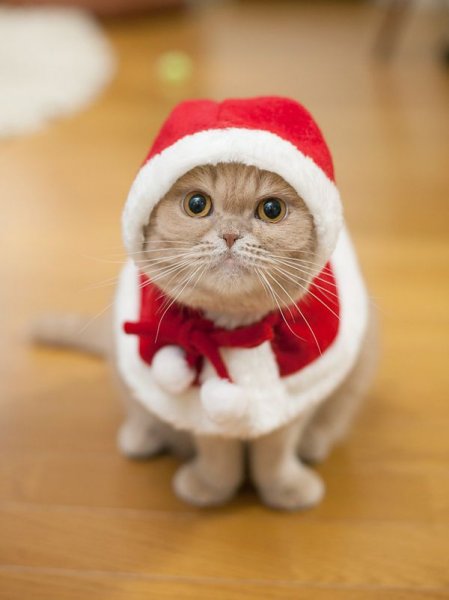 Котята в новогодних шапочках