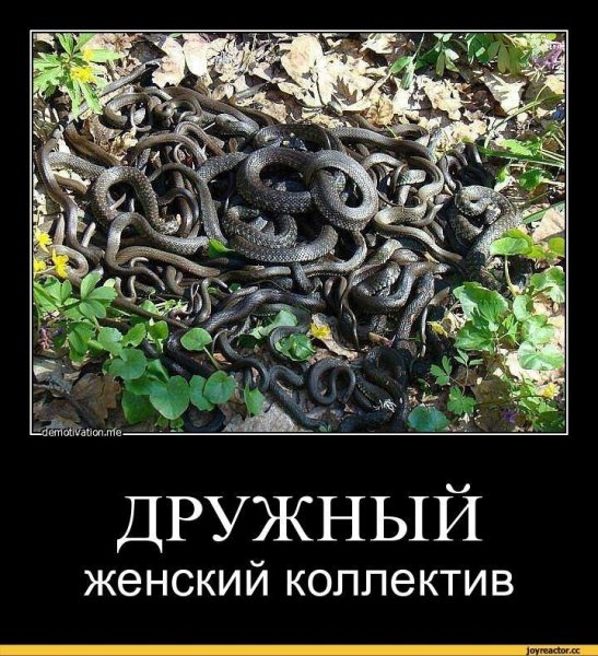 Змеиный клубок женский коллектив