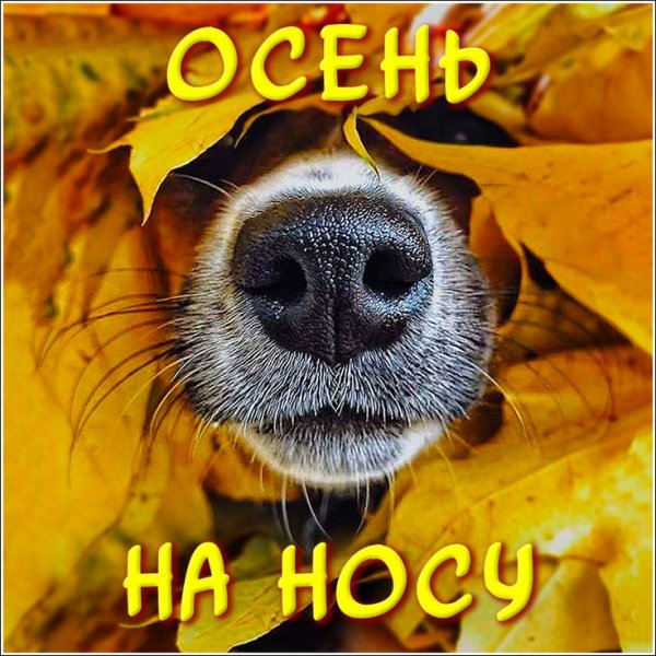 Демотиваторы про осень