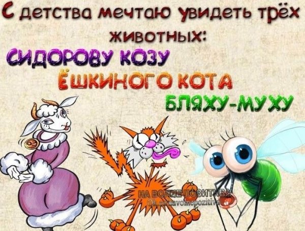 Весёлые статусы в картинках