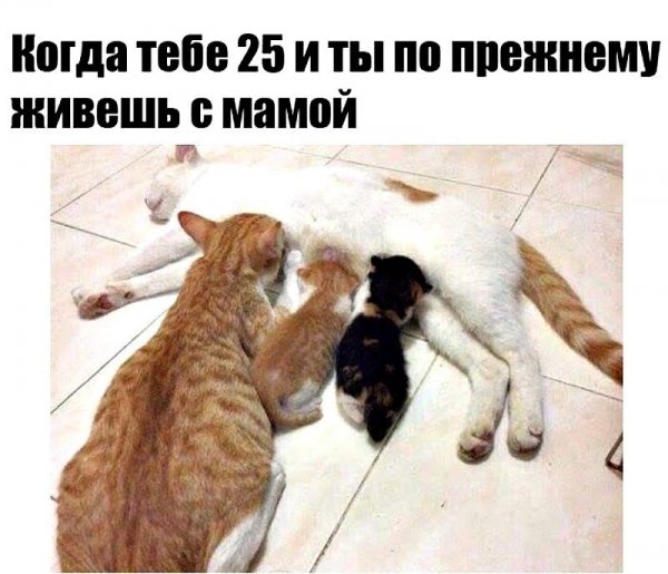 Мамы с котами с надписями