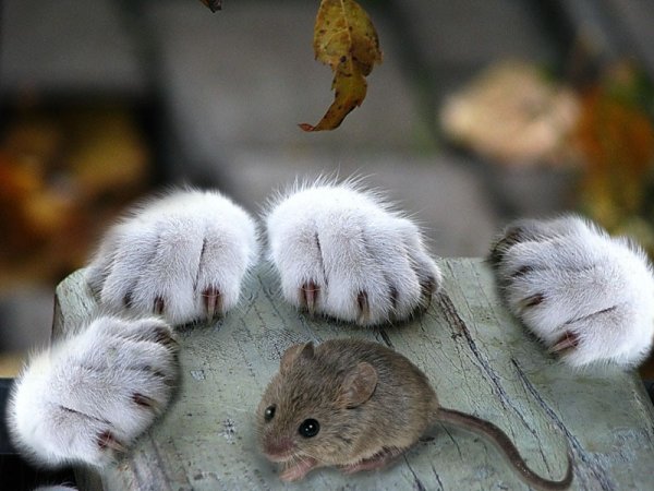 Животные оптимисты