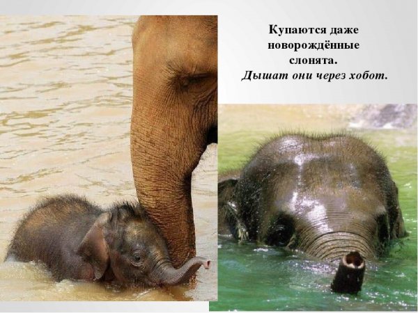 Интересные факты о хобот