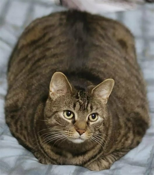 Котики с надписями