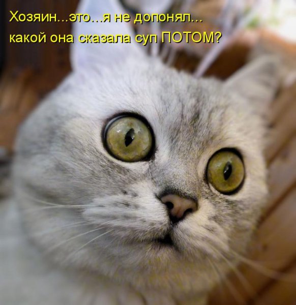 Смешные кошки с надписями
