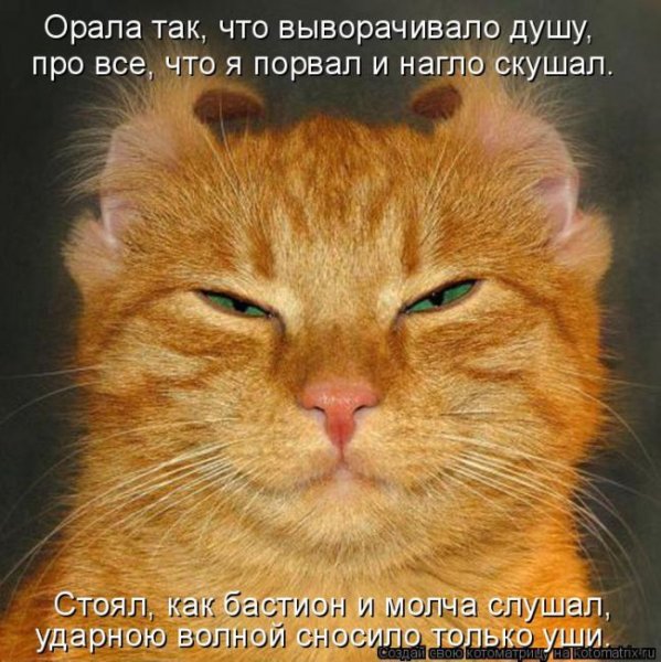 Котики с надписями