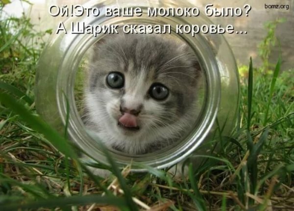 Смешные котята с надписями