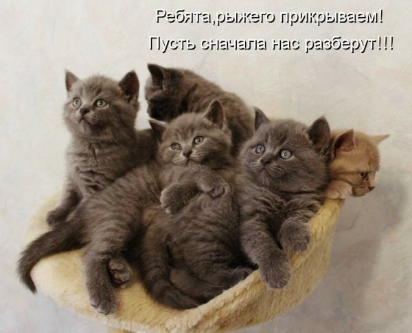 Коты с надписями
