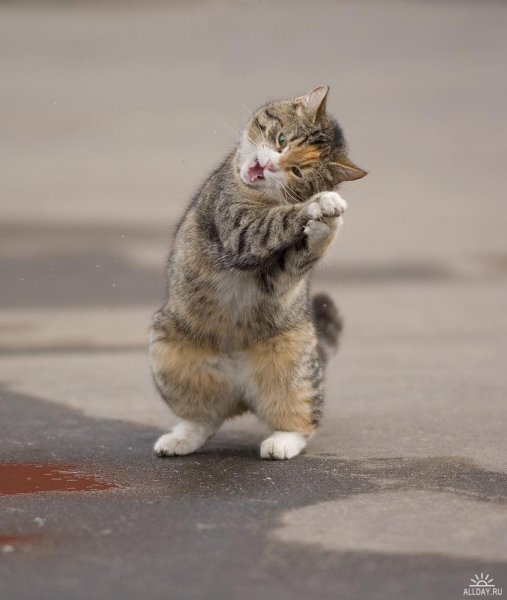 Смешные коты с надписями