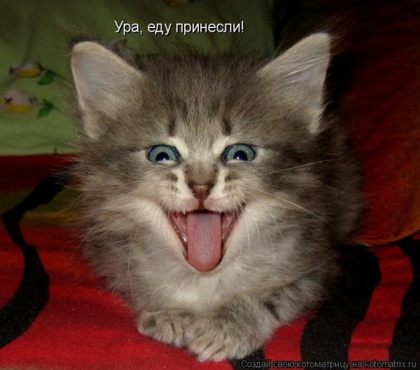 Котята с надписями