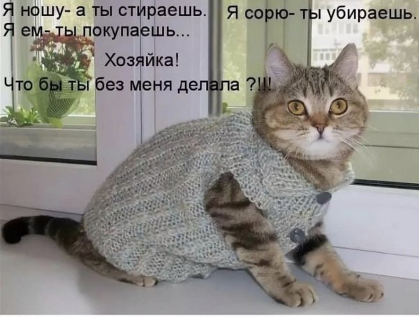 Коты с надписями