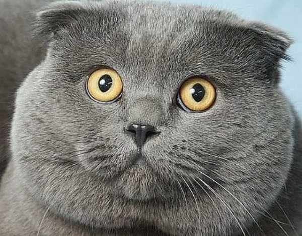 Забавные коты с надписями