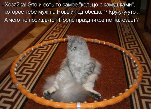 Коты приколы с надписями