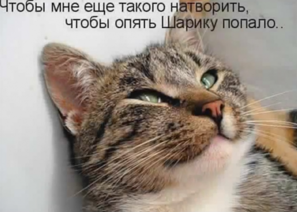 Прикольные надписи с котами
