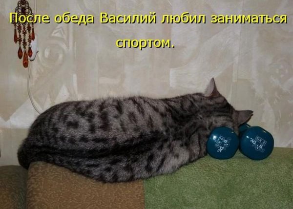 Прикольные коты с надписями