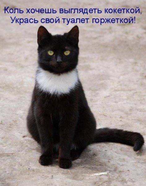 Котики с надписями