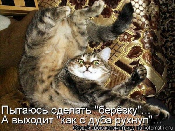 Приколы с котами с надписями