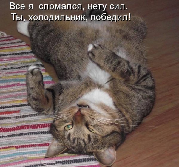 Котики с надписями