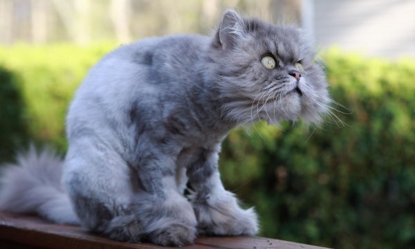 Котики с надписями