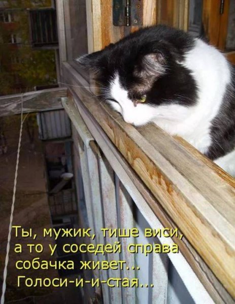 Смешные кошки с надписями