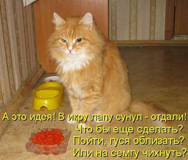Смешные коты с надписями