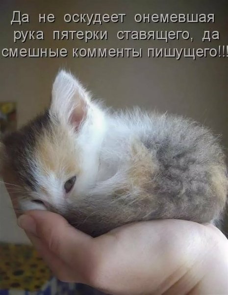 Котята с надписями