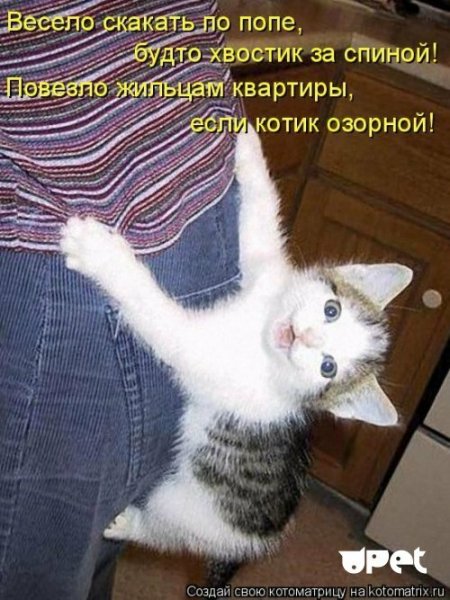 Смешные кот с написеми