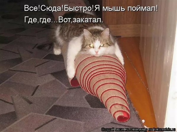 Смешные коты с надписями
