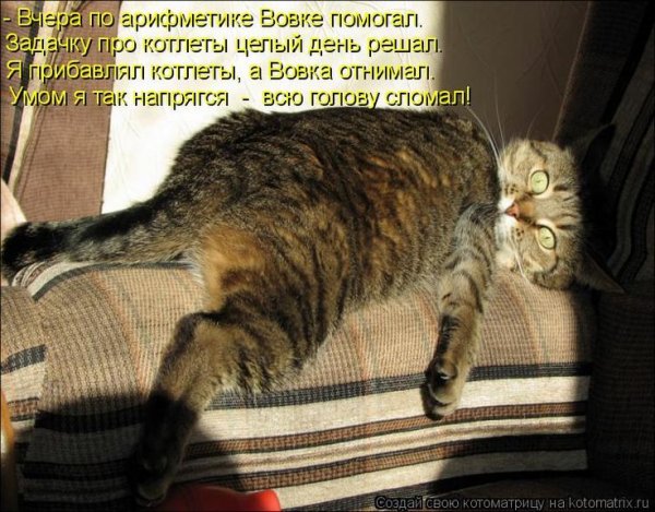 Прикольные кошки с надписями