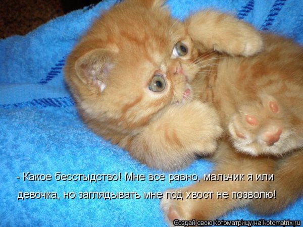 Веселые котята с надписями