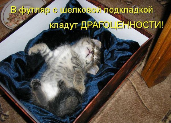 Забавные коты с надписями