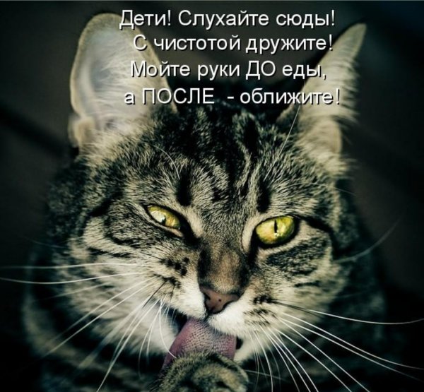 Коты со словами