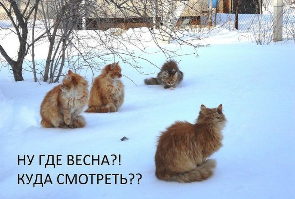 Весна уже пришла