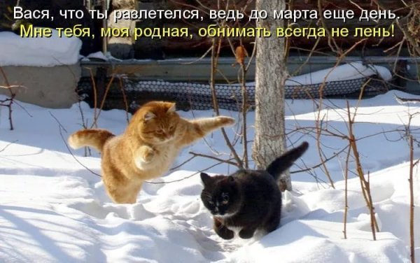 Приколы про мартовских котов