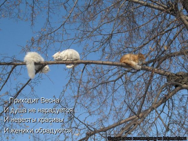 Весенние приколы и шутки