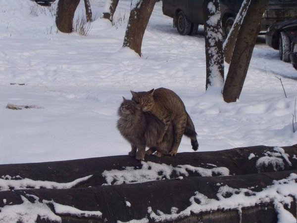 Весна фото приколы