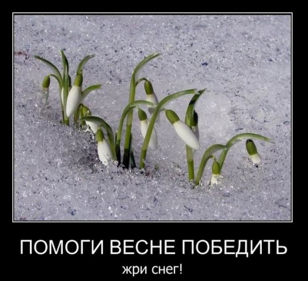 Подснежники юмор