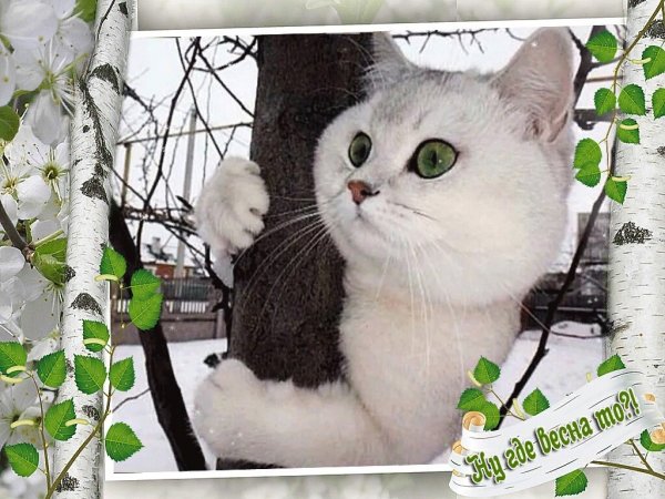 Кот ждет весну